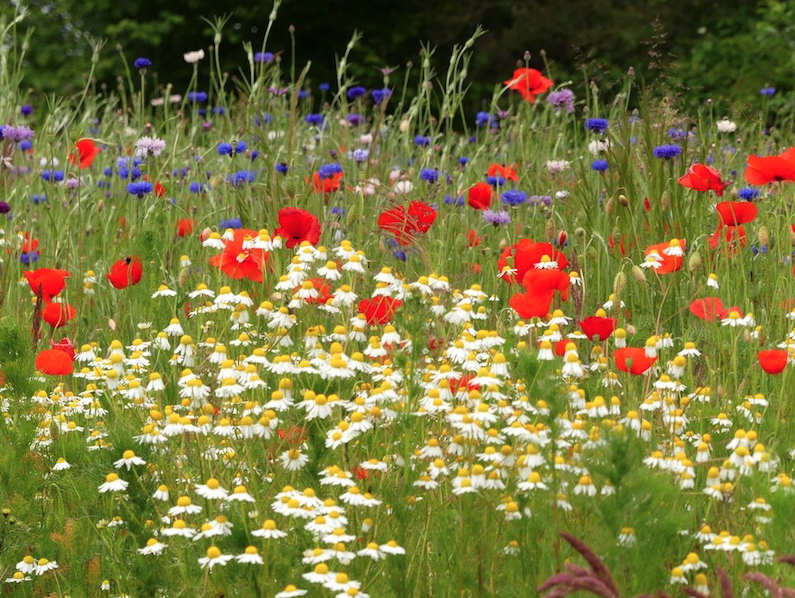 Eine Blumenwiese anlegen